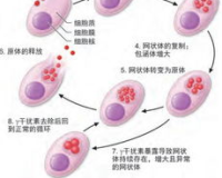 衣原体1.76e,建议:暴发衣原体感染，查明传播链1.76e !如何防范和应对呢?