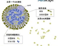 警惕！低密度脂蛋白（LDL）水平偏低，你的心血管健康面临哪些风险？