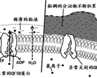 揭秘真相！圆细胞浓度异常升高，1.85的数字背后隐藏的危机！