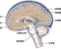 脑脊液蛋白1.85，揭示健康危机及解决之道