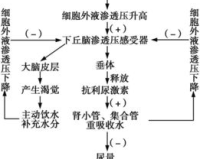 建议:渗透压1.85，健康的警钟!如何调整饮食，保持身体健康?