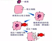 中性粒细胞总数1.85:揭示健康隐患，解析