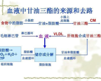 甘油三脂1.80高吗,甘油三脂高吗?1.80弄清了与健康的关系!