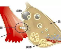 促黄体激素1.85,建议:促黄体激素分泌1.85，健康吗?专家解读和健康建议